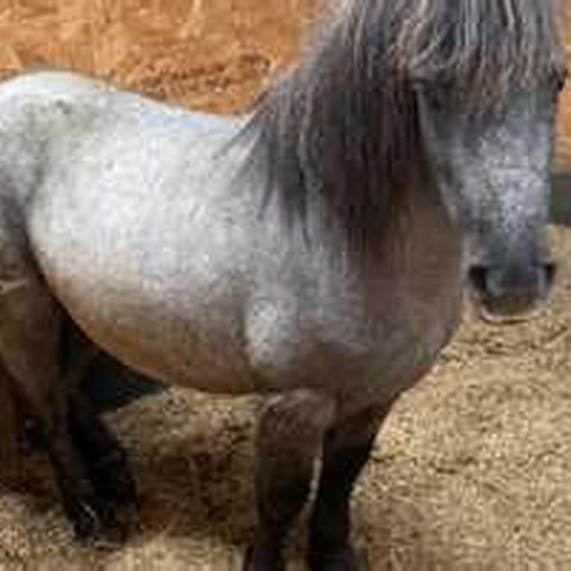 Where can you ride horses in the UK?