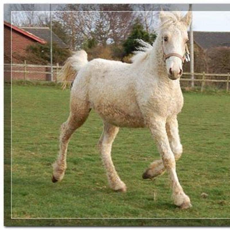 Where did Oldenburg horses originate from?