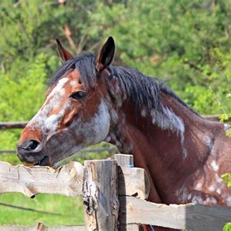 Where did racking horses originate?