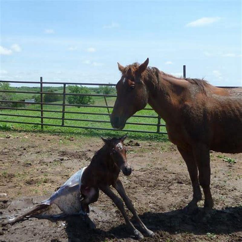 Where do baby horses come out of?