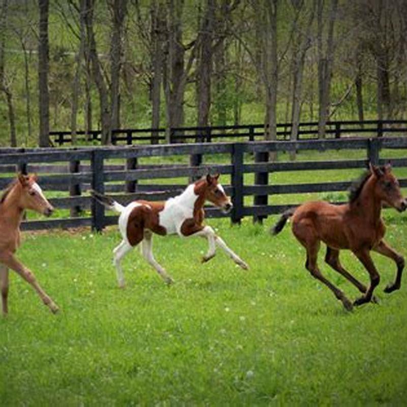 Where do baby horses nurse?