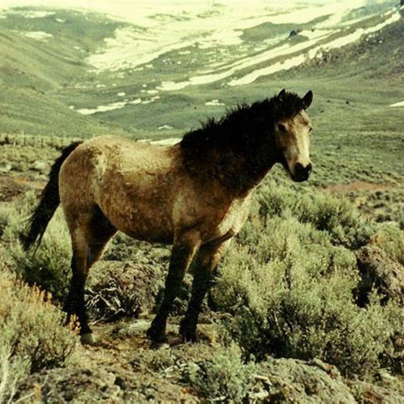 Where do Bashkir horses come from?