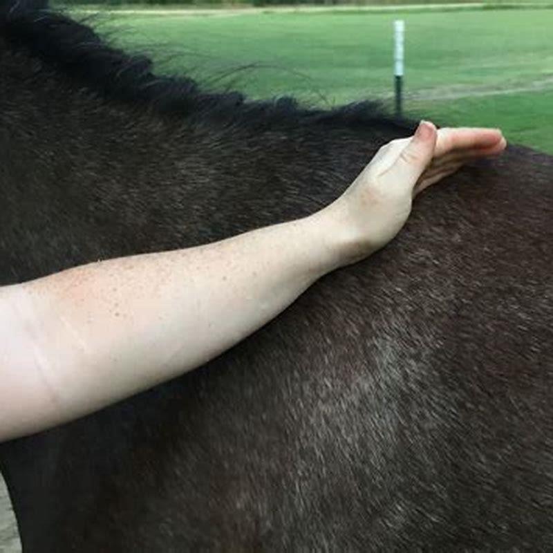 Where do horses like to be massaged?