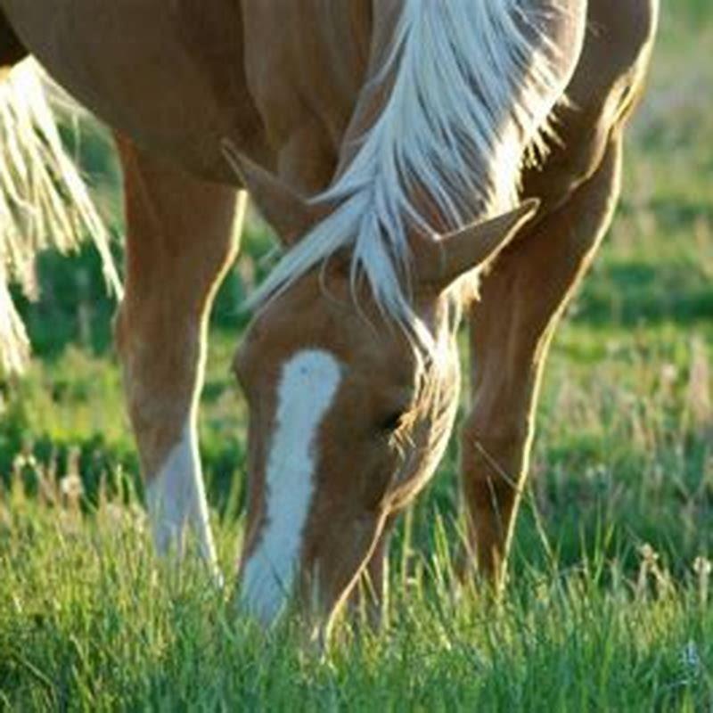 Where do people still eat horses?