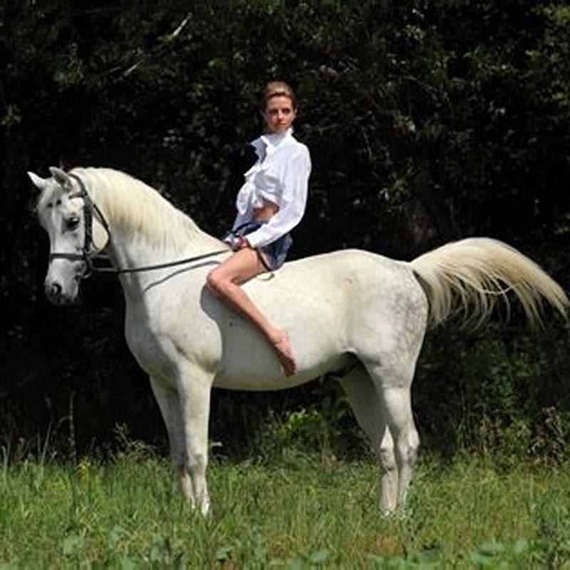 Where do you have to shoot a horse?