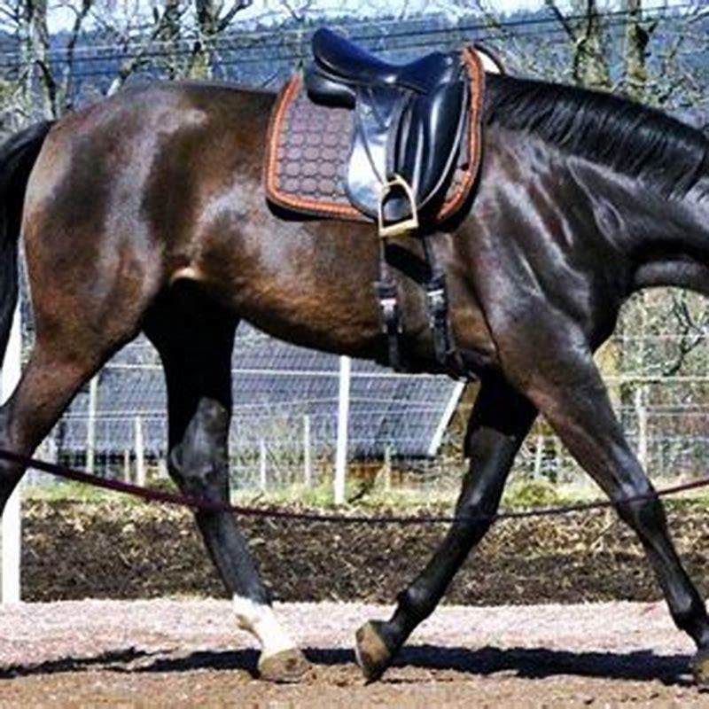 Where do you look when lunging a horse?
