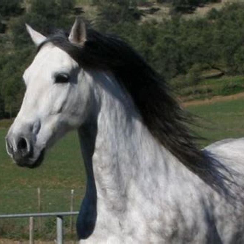 Where does dark horse come from?