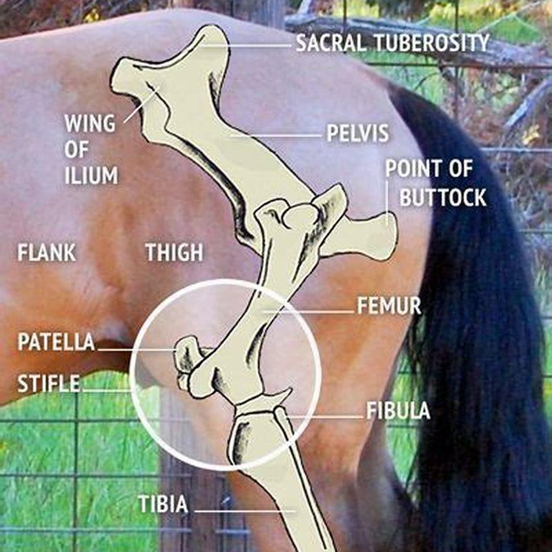 Where is a horses stifle located?