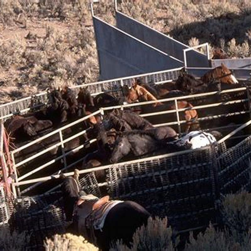 Where is horse meat legal in the US?