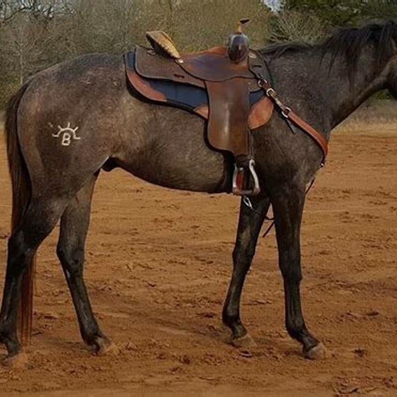Where is the barrel on a horse?