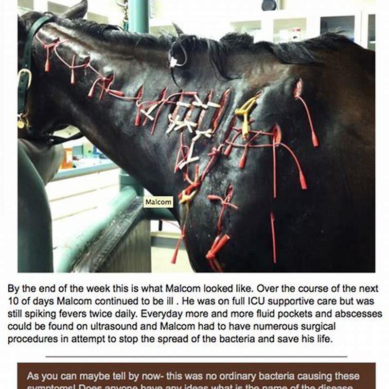 Where is the best place to give a horse an injection?
