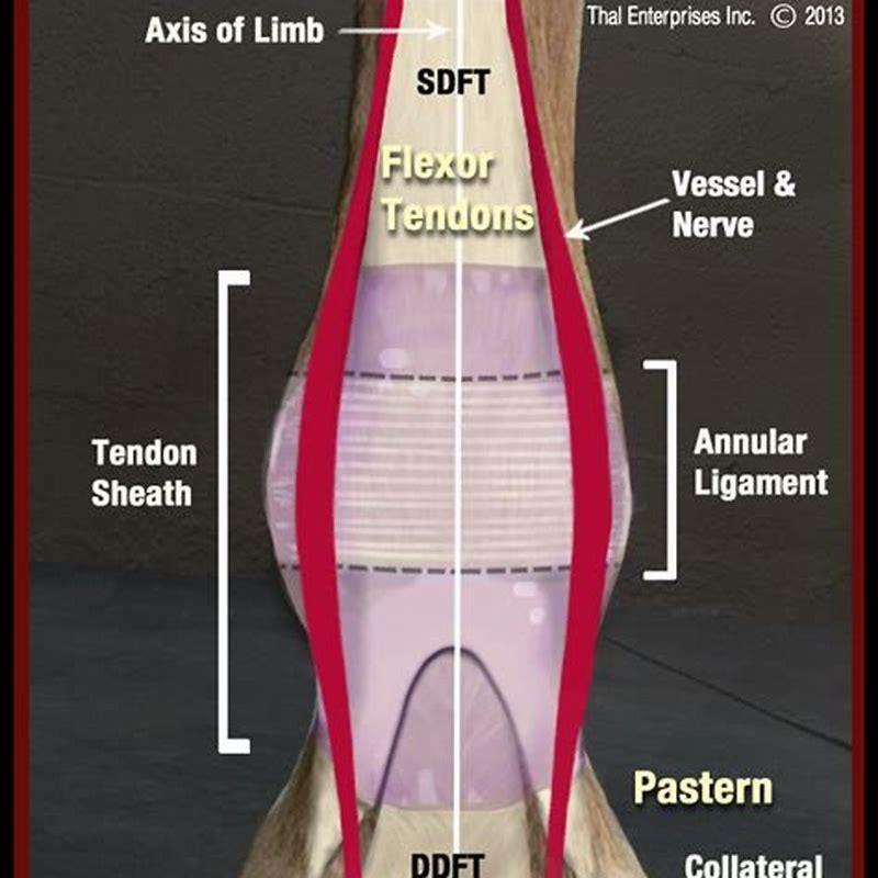 where-is-the-fetlock-on-a-horses-leg-diy-seattle