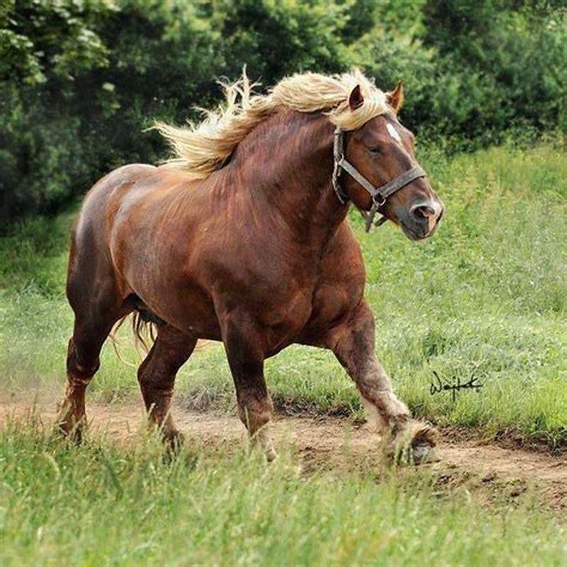 Where is the Jutland horse from?
