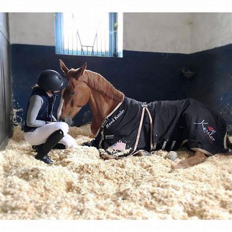 Where is the Stahl horse?