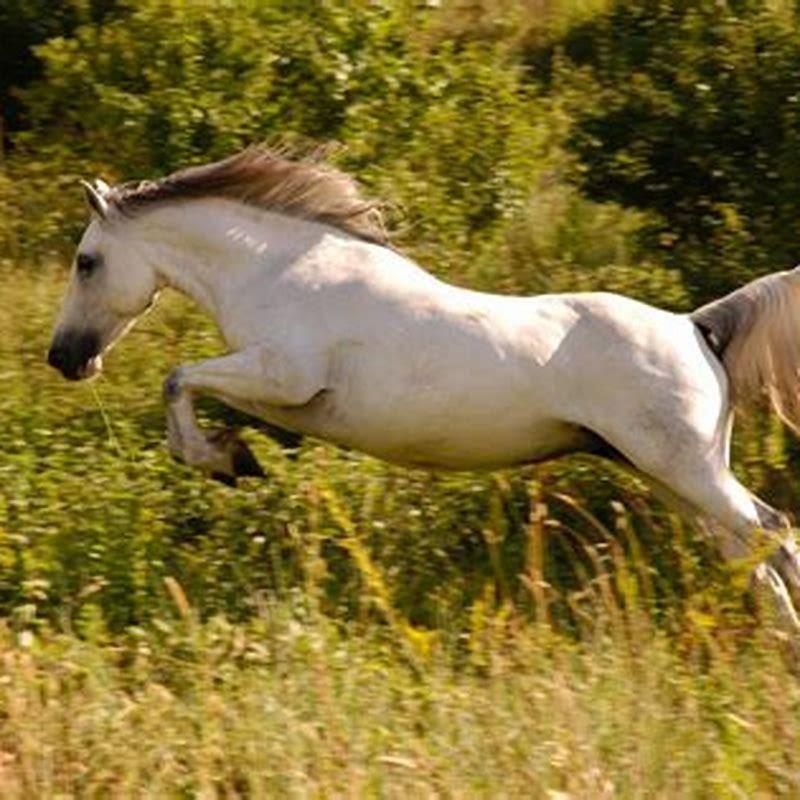 Famous White Horses In Movies