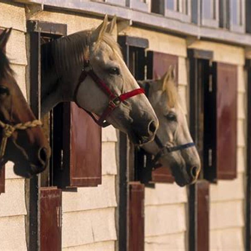 Where should you pat a horse?