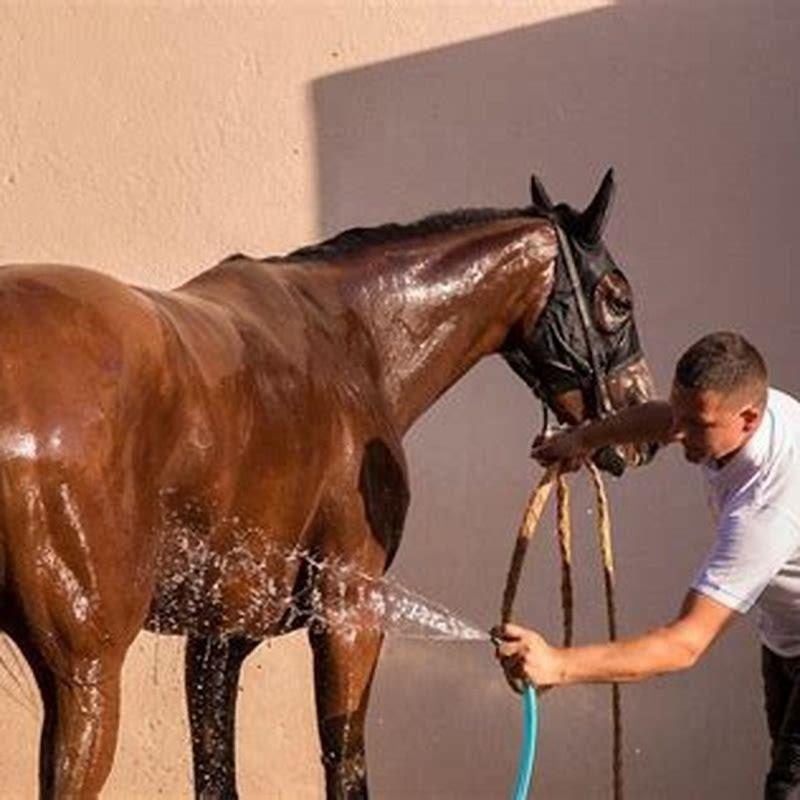 Where should you touch a horse?