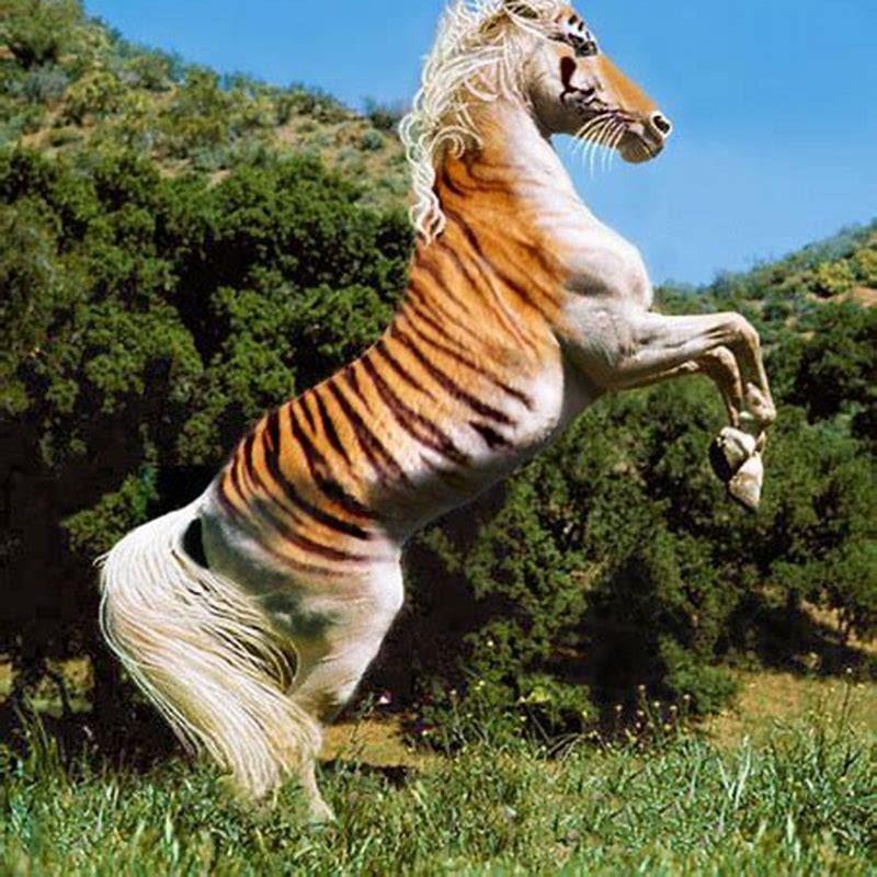 which-animal-is-horse-tiger-diy-seattle