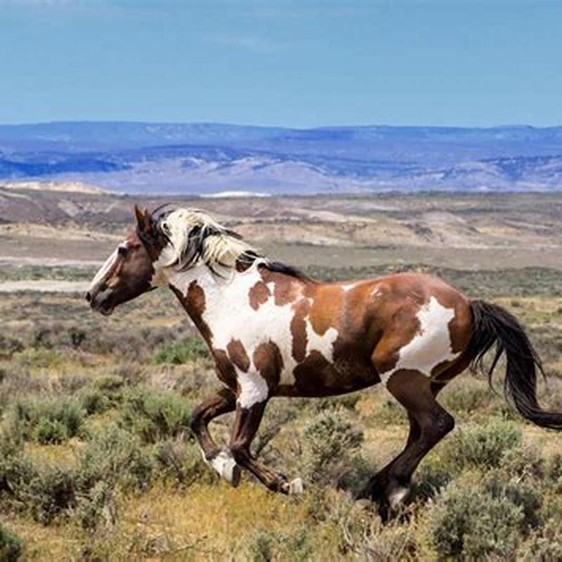 Which country is famous for horses?