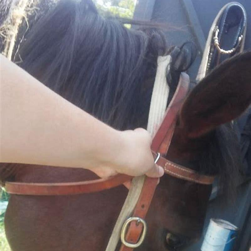 Which direction do you clip a horse?