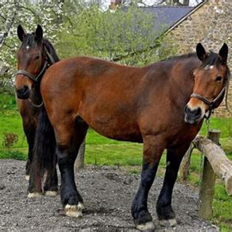 Which French horse breed is now extinct?