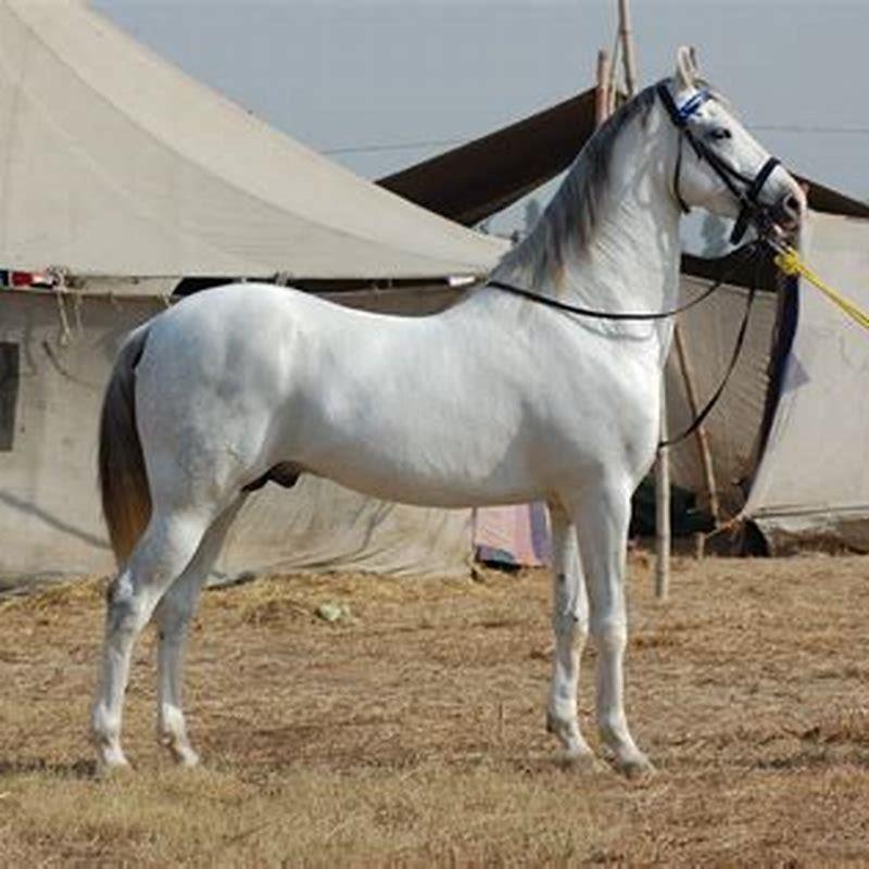 Which Indian horse breed is best for riding?