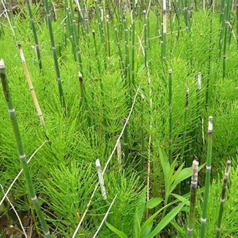 which-plant-is-known-as-horsetail-diy-seattle