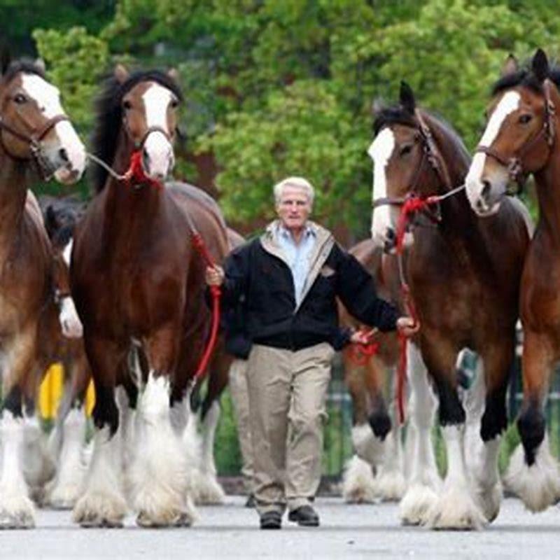 Who developed the Clydesdale horse?
