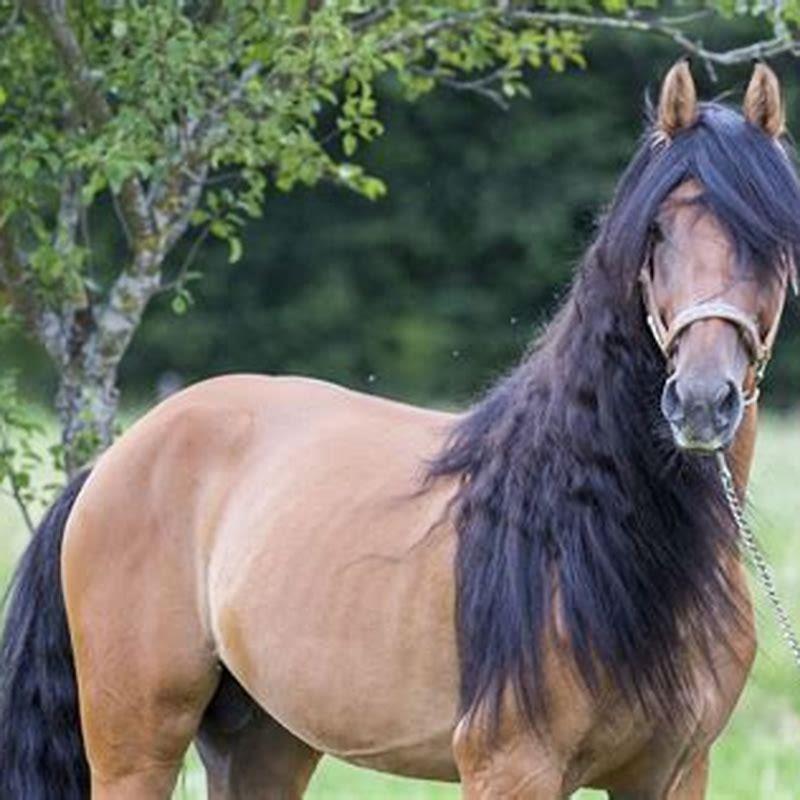 Who owned the horse tumbleweed?