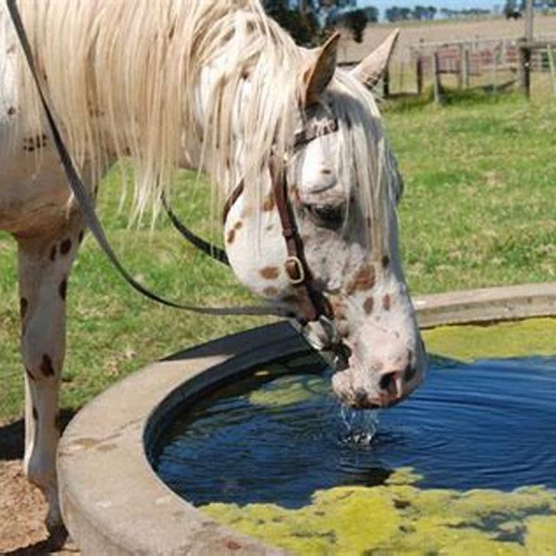 Who owns Gain Horse Feed?