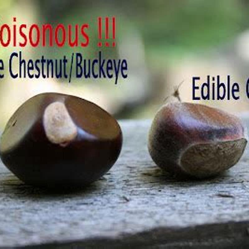 Why Are They Called Horse Chestnuts