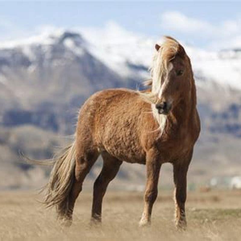 Why are Icelandic horses so small?