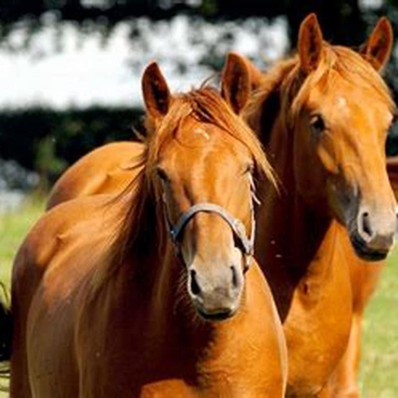 Why are Suffolk Punch horses rare?