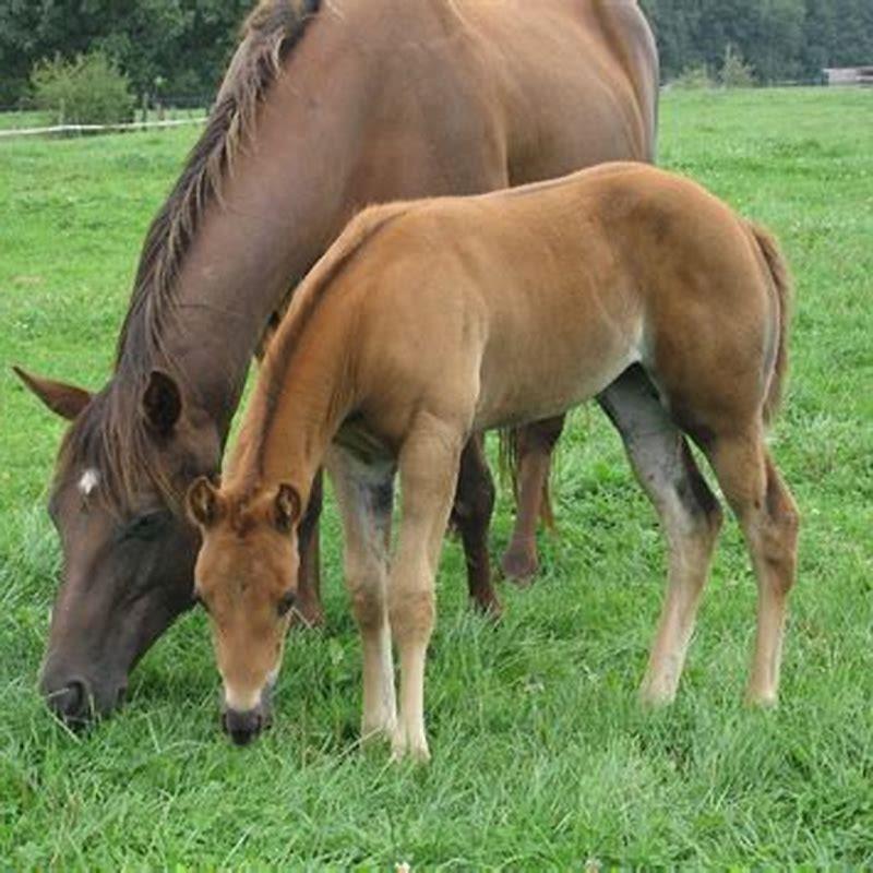 Why are they called American Quarter horses?