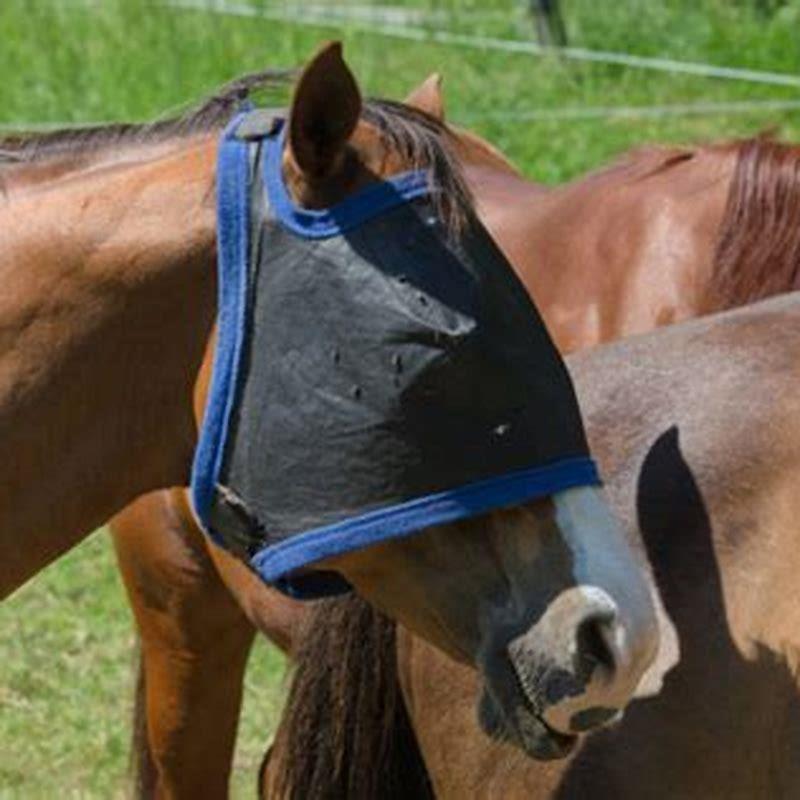 why-do-horse-flies-attack-horses-diy-seattle