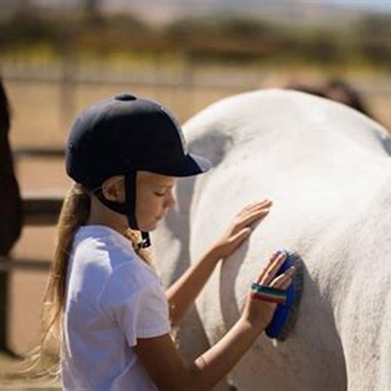 why-do-horses-need-to-be-brushed-diy-seattle