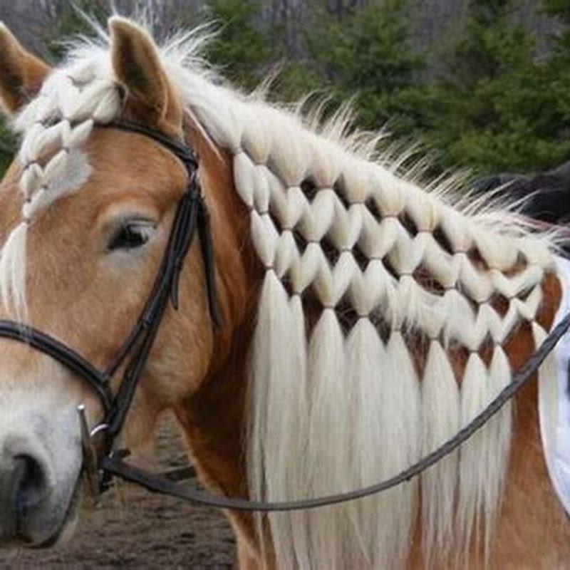 Why do you braid a horses mane?