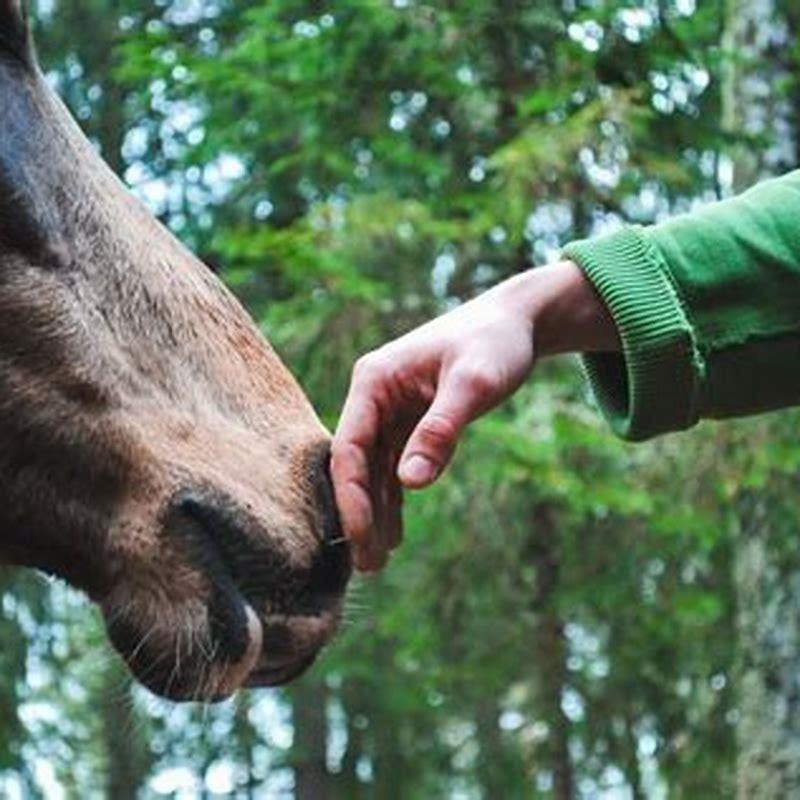 Why Does My Horse Like Licking Me DIY Seattle