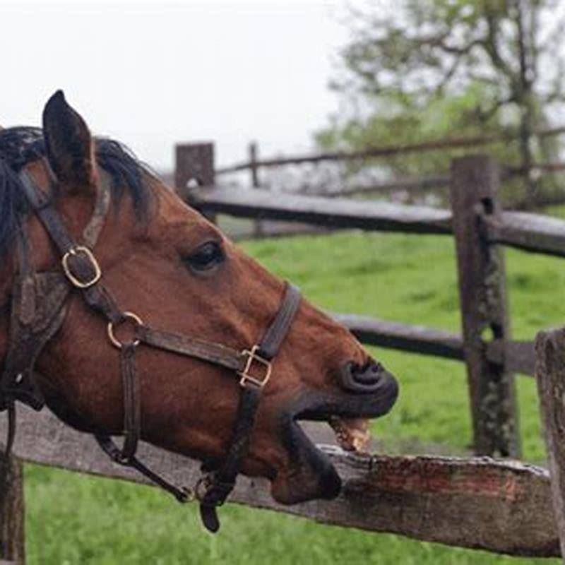 Why is cribbing bad for horses? DIY Seattle