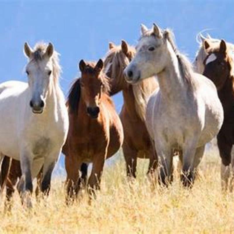 Why is it called Arabian horse?