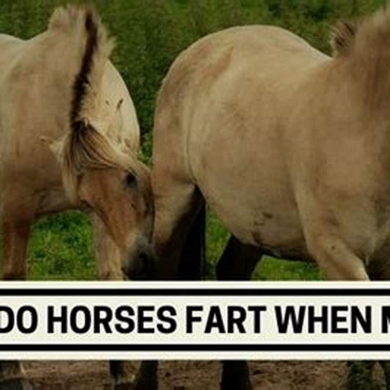 Why is it called breaking a horse?