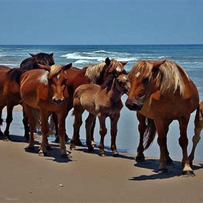 Why is it called Horse Island?