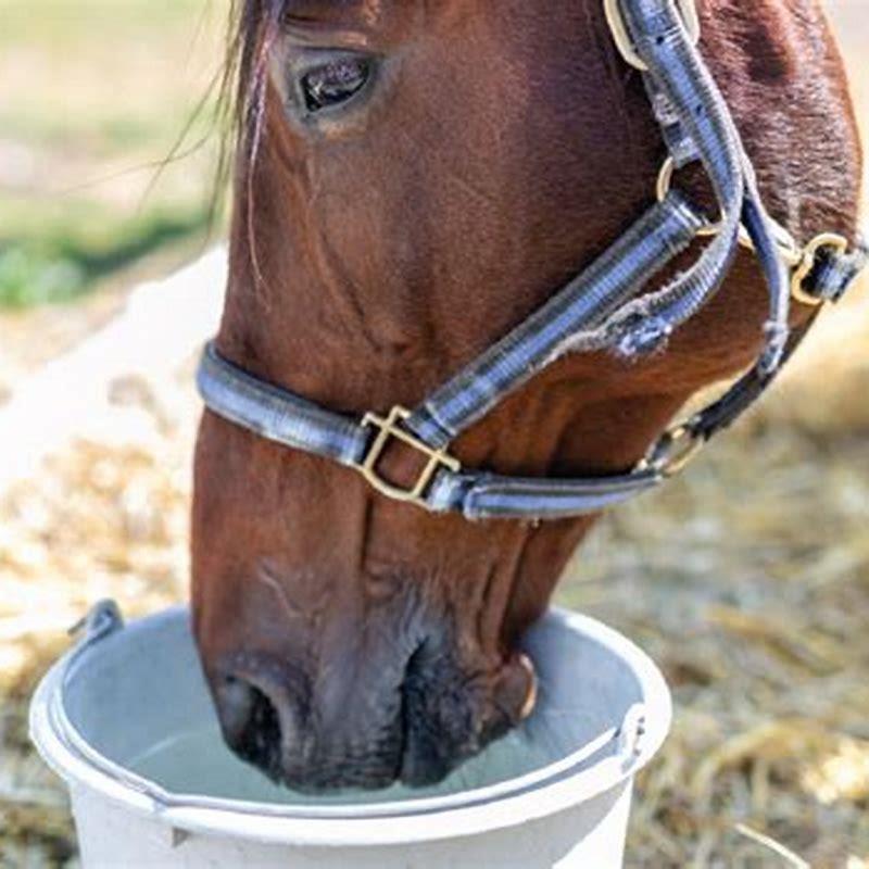 why-is-my-horse-licking-clay-diy-seattle