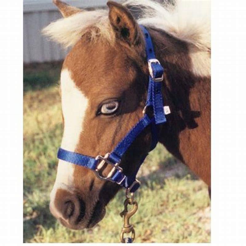 Will a weanling halter fit a Mini?
