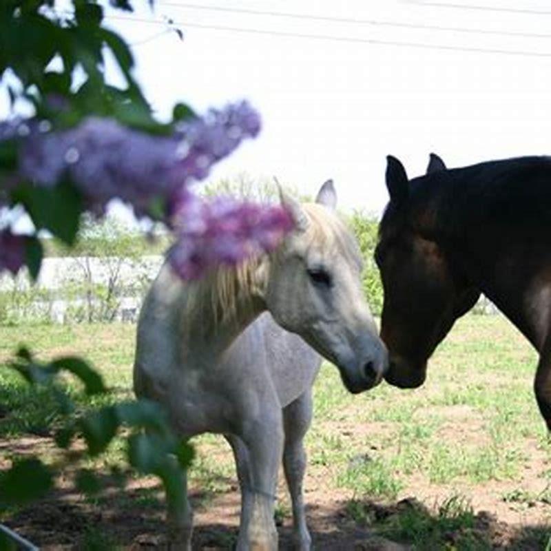 will-gelding-a-stallion-calm-him-down-diy-seattle