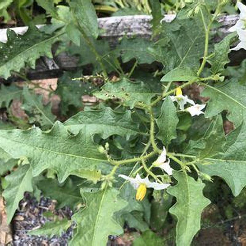 can-horses-eat-clover-safe-feeding-tips