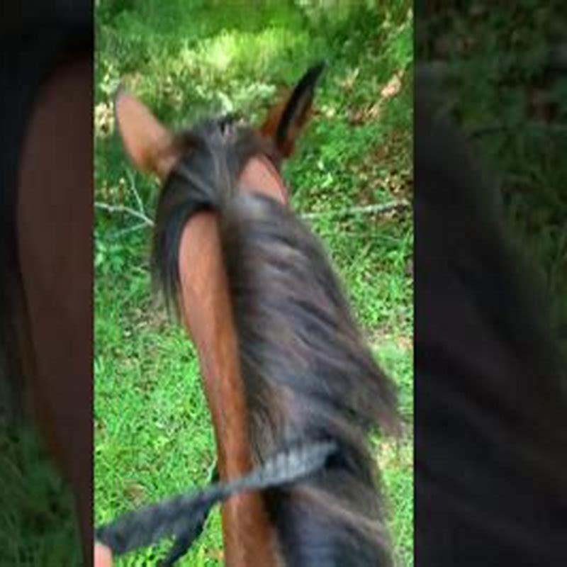 Will Roundup kill horsenettle?