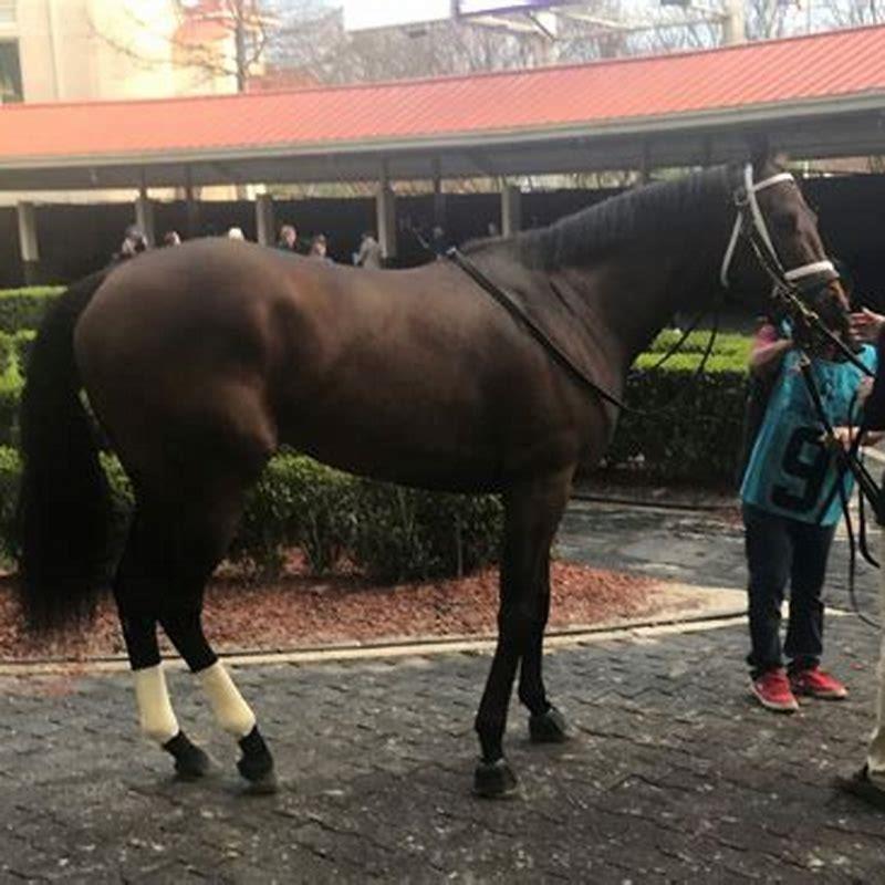 Are all racehorses Thoroughbreds?