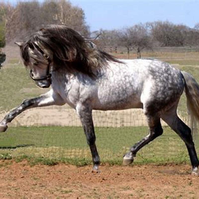 Are Andalusian horses from Spain?