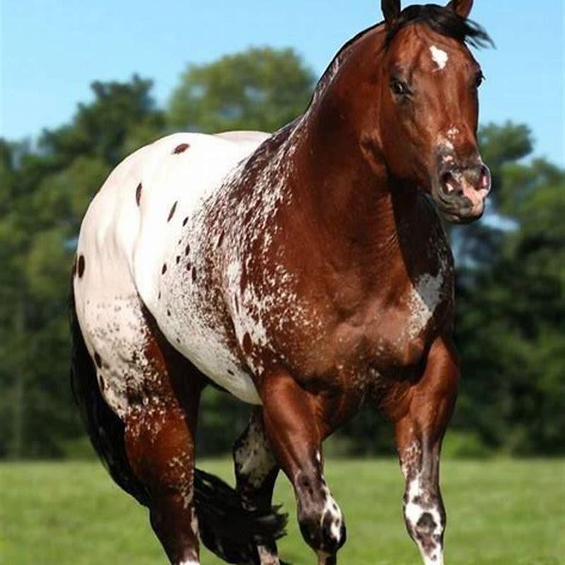 Are Appaloosa horses Quarter horses?